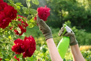 Чёрная пятнистость уничтожает соседские розы? Срочно опрыскайте свои цветы этим самодельным средством
