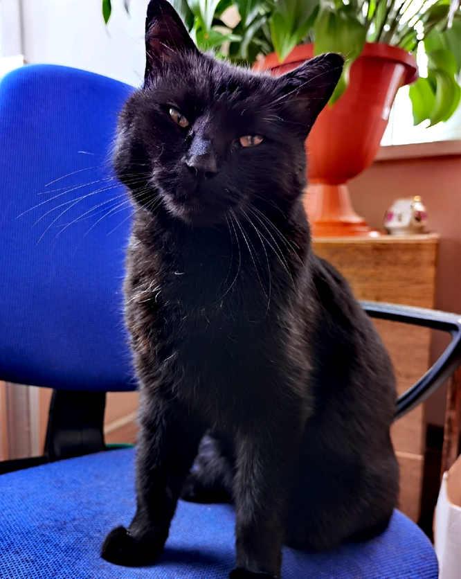 Черная кошка в доме не к добру?