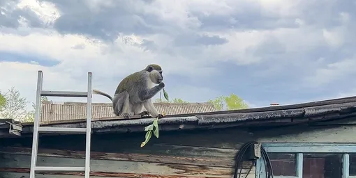 обезьяна искусала людей в Комсомольске-на-Амуре
