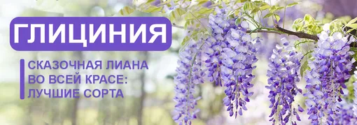 лучшие сорта глицинии