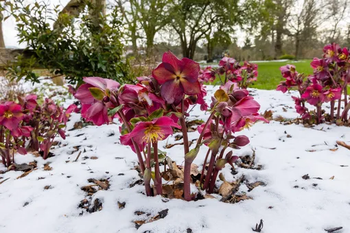 Цветы морозилка в снегу