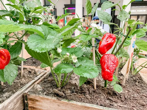 Чаще всего пасленовая культура подвергается атакам белокрылки, паутинного клеща, тлей, слизней