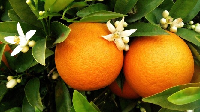 Выращивание апельсина из косточки в домашних условиях