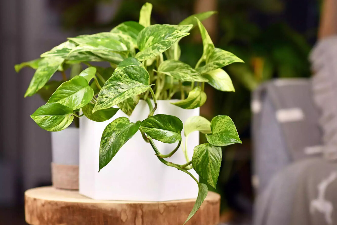 Эпипремнум Golden Pothos