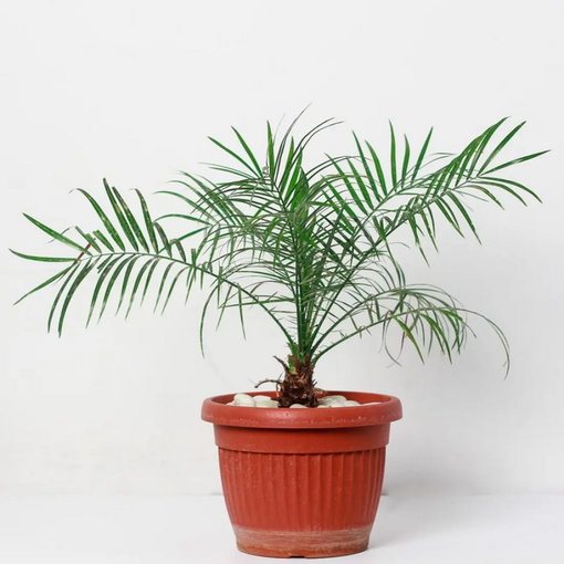 15 видов комнатных пальм: как вырастить дома тропическое дерево