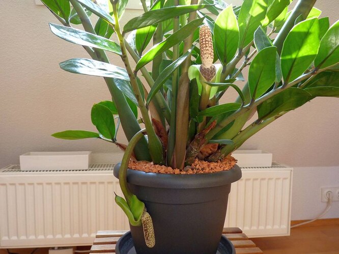 Замиокулькас – живое растение с восковыми листьями, размножение, уход, применение