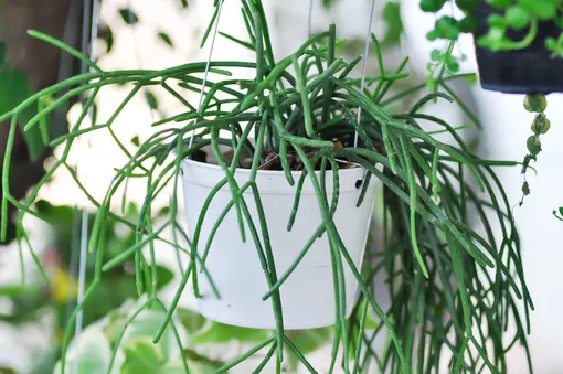 Rhipsalis