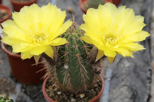 Эхинопсис золотистый (Echinopsis aurea)