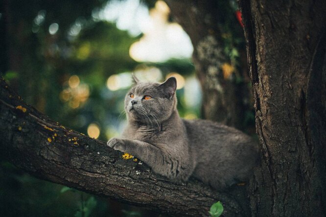 Нужно ли снимать кошек с деревьев