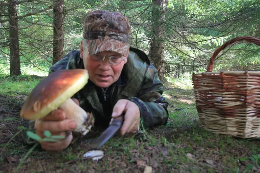 В лесах сейчас много белых, подосиновиков, лисичек