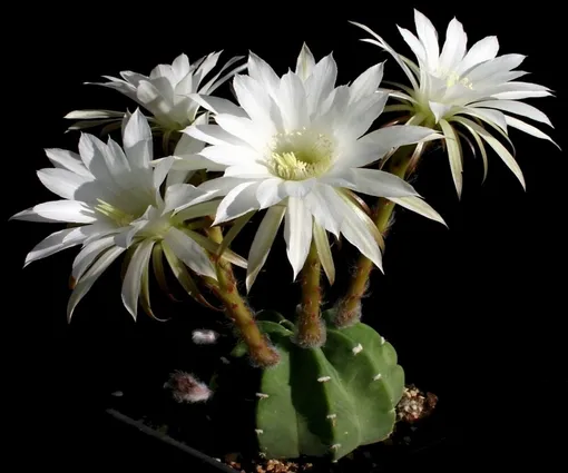 Эхинопсис белоцветковый (Echinopsis leucantha)