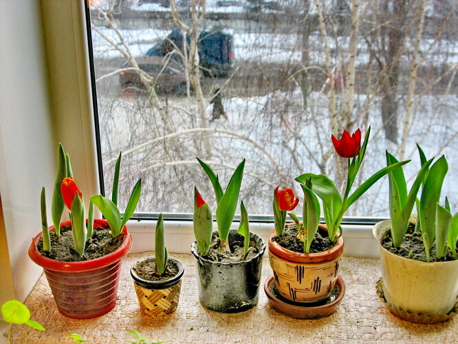 Как вырастить тюльпаны на подоконнике - Садовый центр г. Новокузнецк