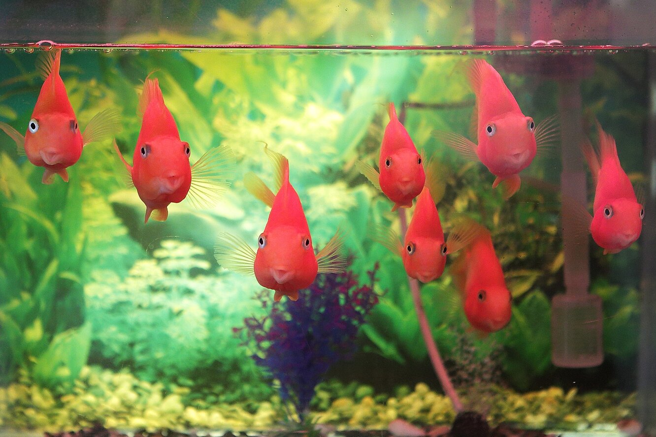 Красные рыбки для аквариума