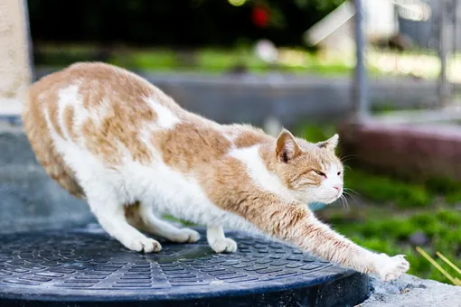 Кошки боятся острых поверхностей