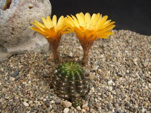 Эхинопсис крючконосый (Echinopsis ancistrophora)