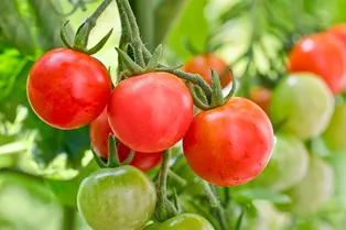 Почему медленно краснеют помидоры и как им помочь: методы знатоков садоводства