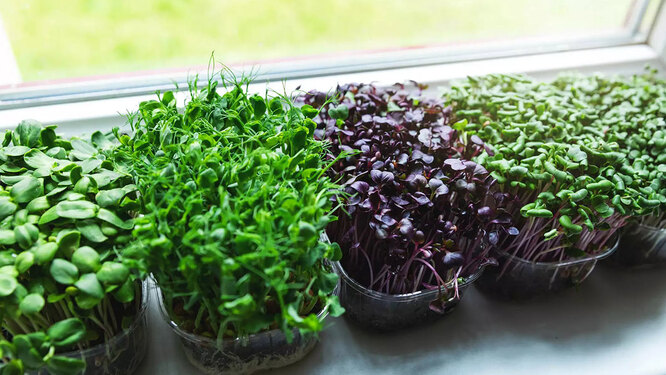 Лучшие виды зелени для выращивания на подоконнике: витамины круглый год