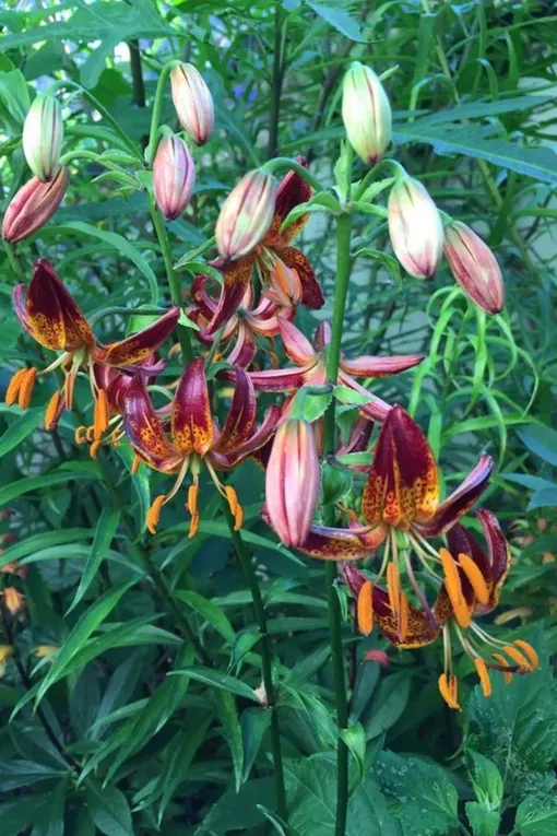 Lilium martagon не нужна обрезка