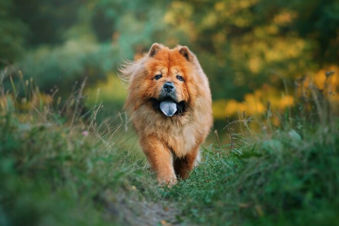 Русские породы собак с фотографиями и названиями - Хвост Ньюс ✔
