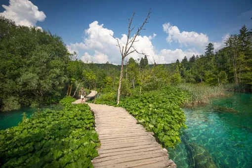 Красиво белокопытник смотрится на берегах водоёма