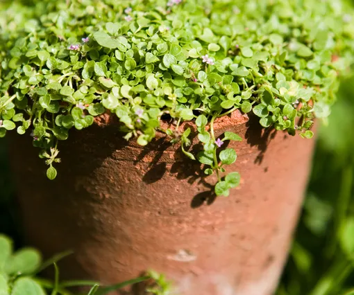 Та самая карликовая корсиканская мята (Mentha requienii). К сожалению, у меня не прижилась.