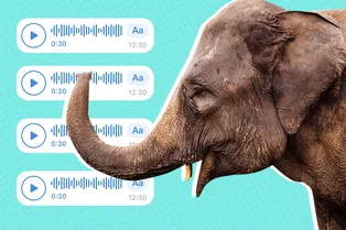 Звучит как ворчание: учёные расшифровали тайный язык слонов