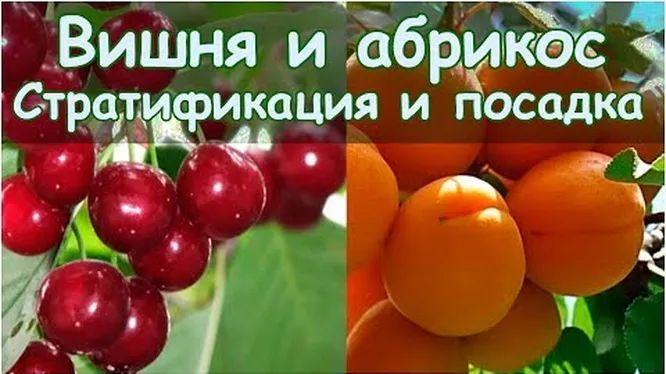 Выращиваем черешню из косточки дома: советы по выращиванию | О Фазенде. Загородная жизнь | Дзен