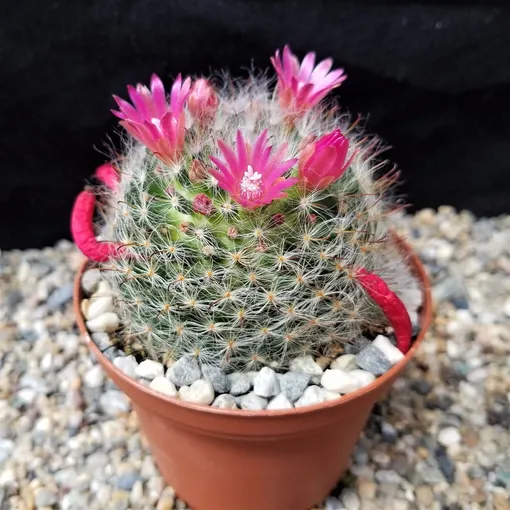 Маммиллярия бокасана (Mammillaria bocasana)