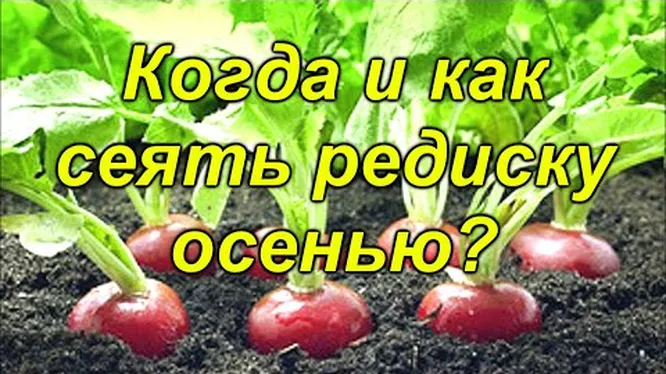 Нажми и смотри