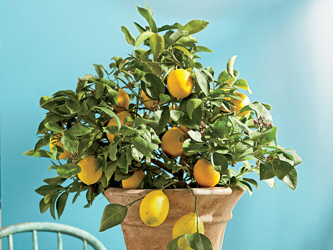 Что делать, если у комнатного лимона опадают листья?