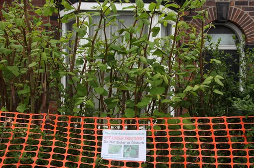 Дом, заросший японской рейнутрией, огороженный сеткой с предупреждающей табличкой