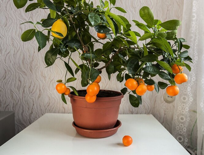 Как вырастить мандариновое дерево из косточки: посадить можно просто в горшок