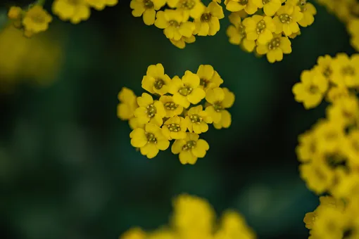 «алиссум» (Alyssum)