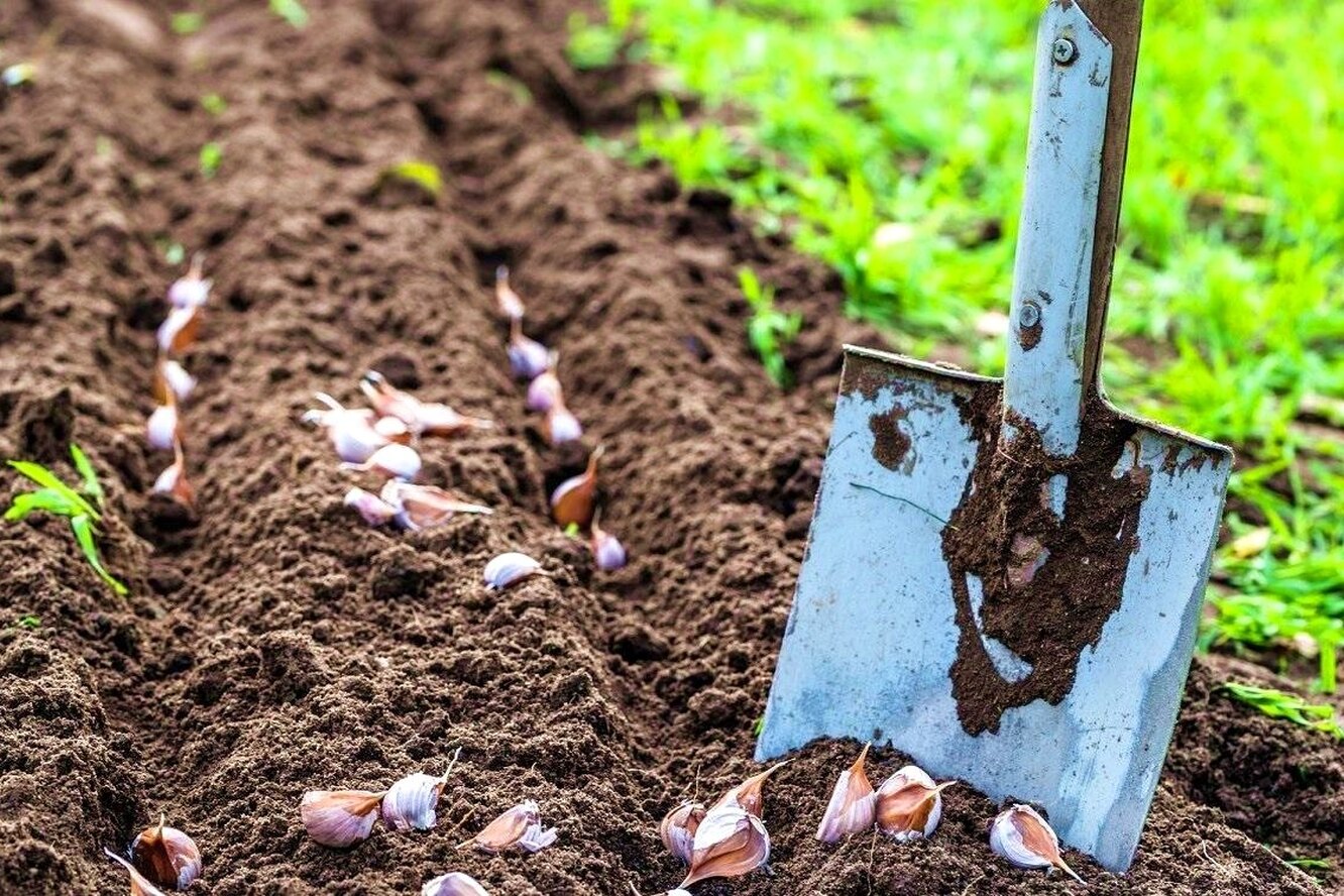 Сон сажать чеснок. Подготовка почвы для посадки чеснока. Подготовка почвы для посадки чеснока осенью под зиму. Грядки для чеснока осенью под зиму подготовка. Подготовка почвы озимый чеснок.