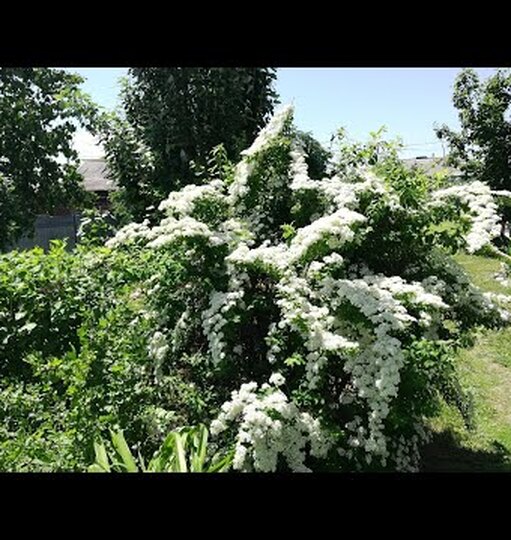 Раннецветущие кустарники фото