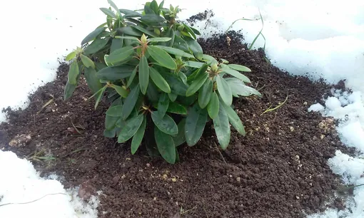 Сроки укрытия рододендрона на зиму