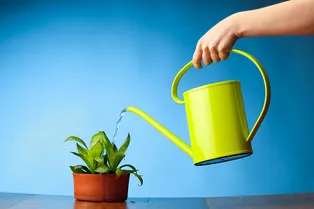 7 ошибок полива комнатных растений — как делать не нужно