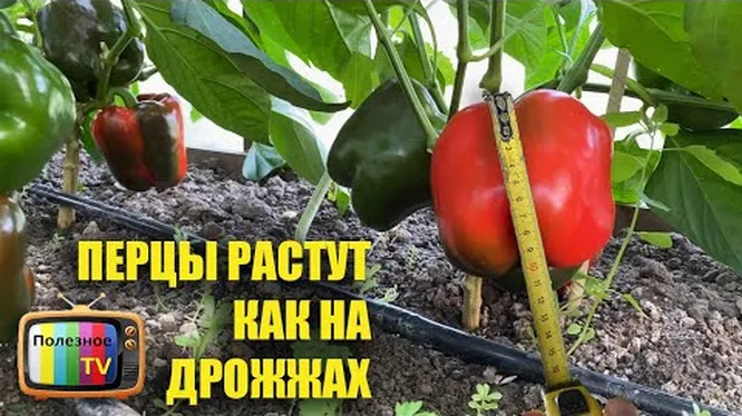 Нажми и смотри