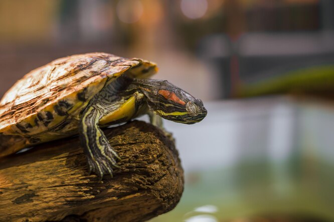 Аквариум для черепахи. Основы его выбора и обустройства