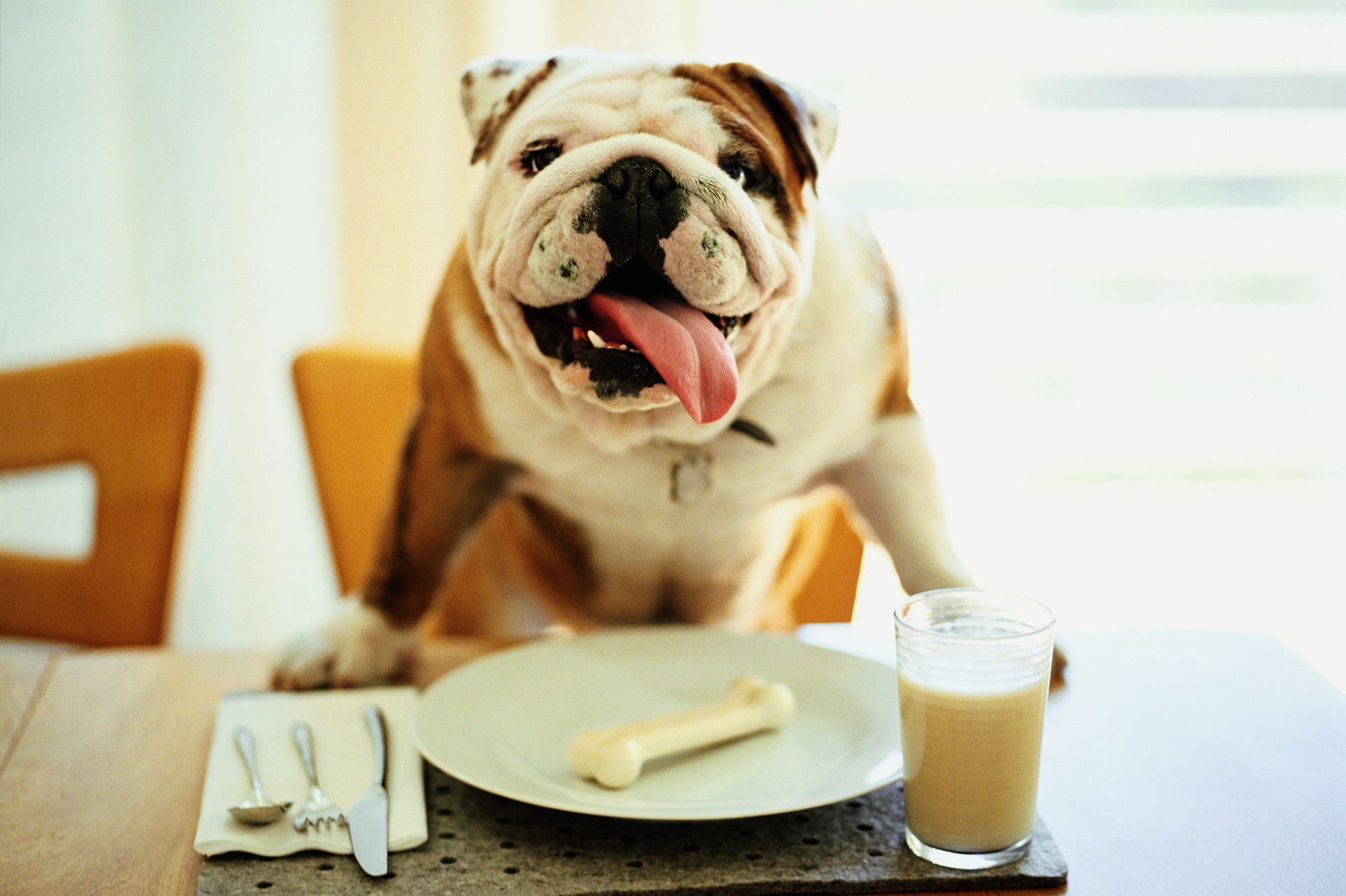 Собака завтракает