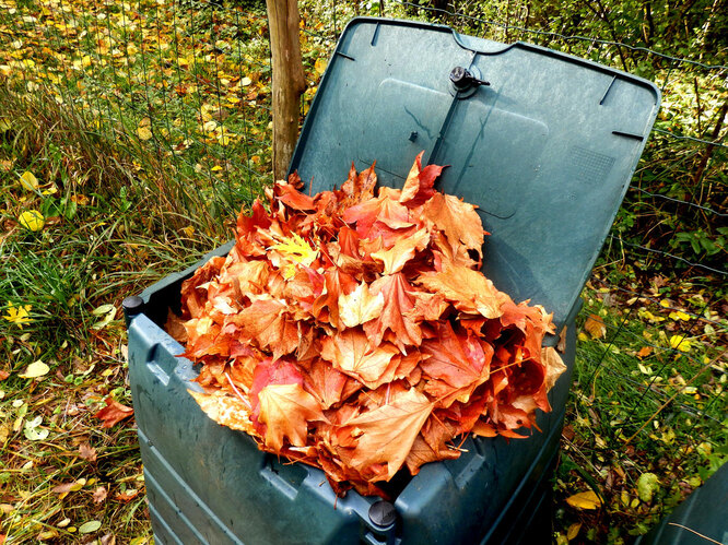 Нужно ли убирать опавшую осеннюю листву на участке?