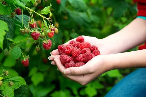 Как продлить плодоношение малины до осени