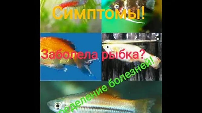 Нажми и смотри