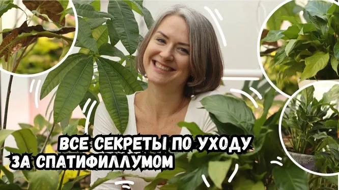 Нажми и смотри