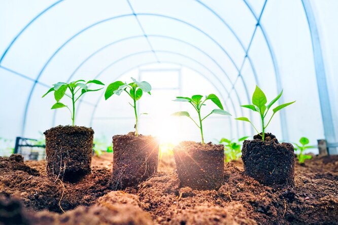 Выращивание острого перца чили дома на подоконнике: советы профессиональных растениеводов