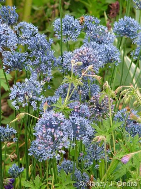 Allium Azureum