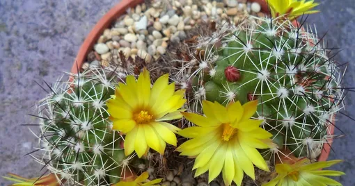 Маммиллярия Баума (Mammillaria baumii)