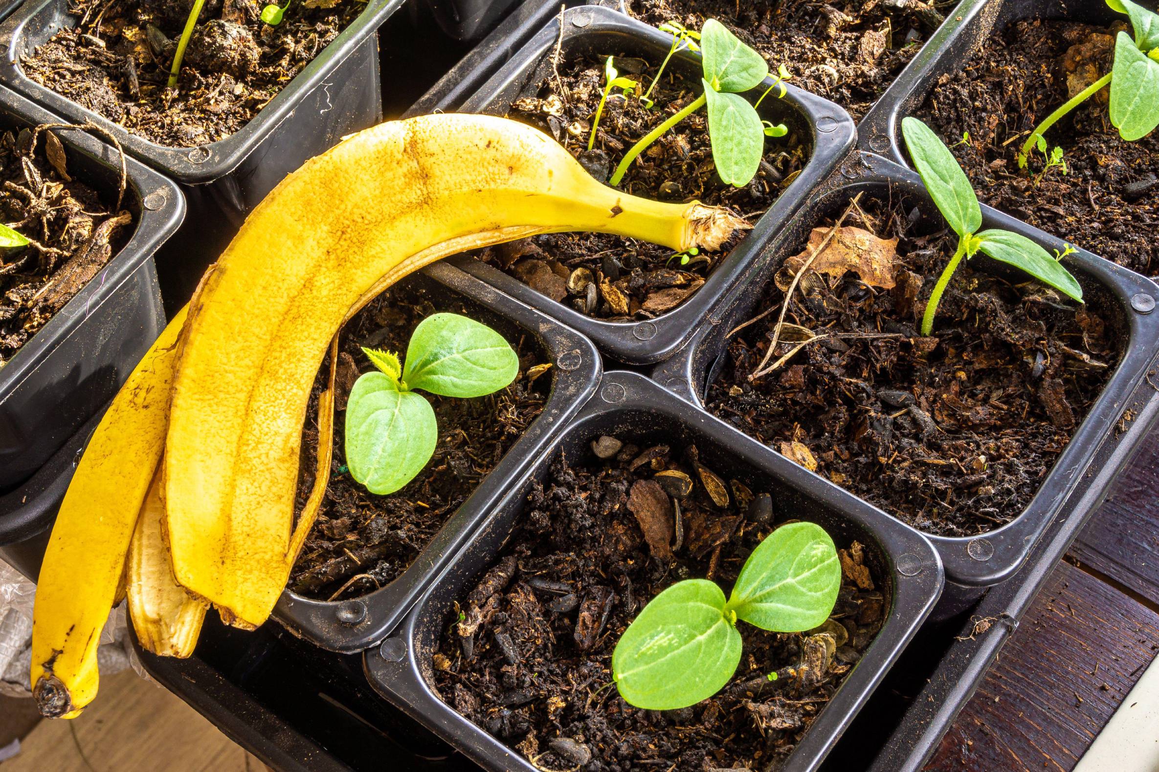 Как использовать банановую кожуру в качестве удобрений?