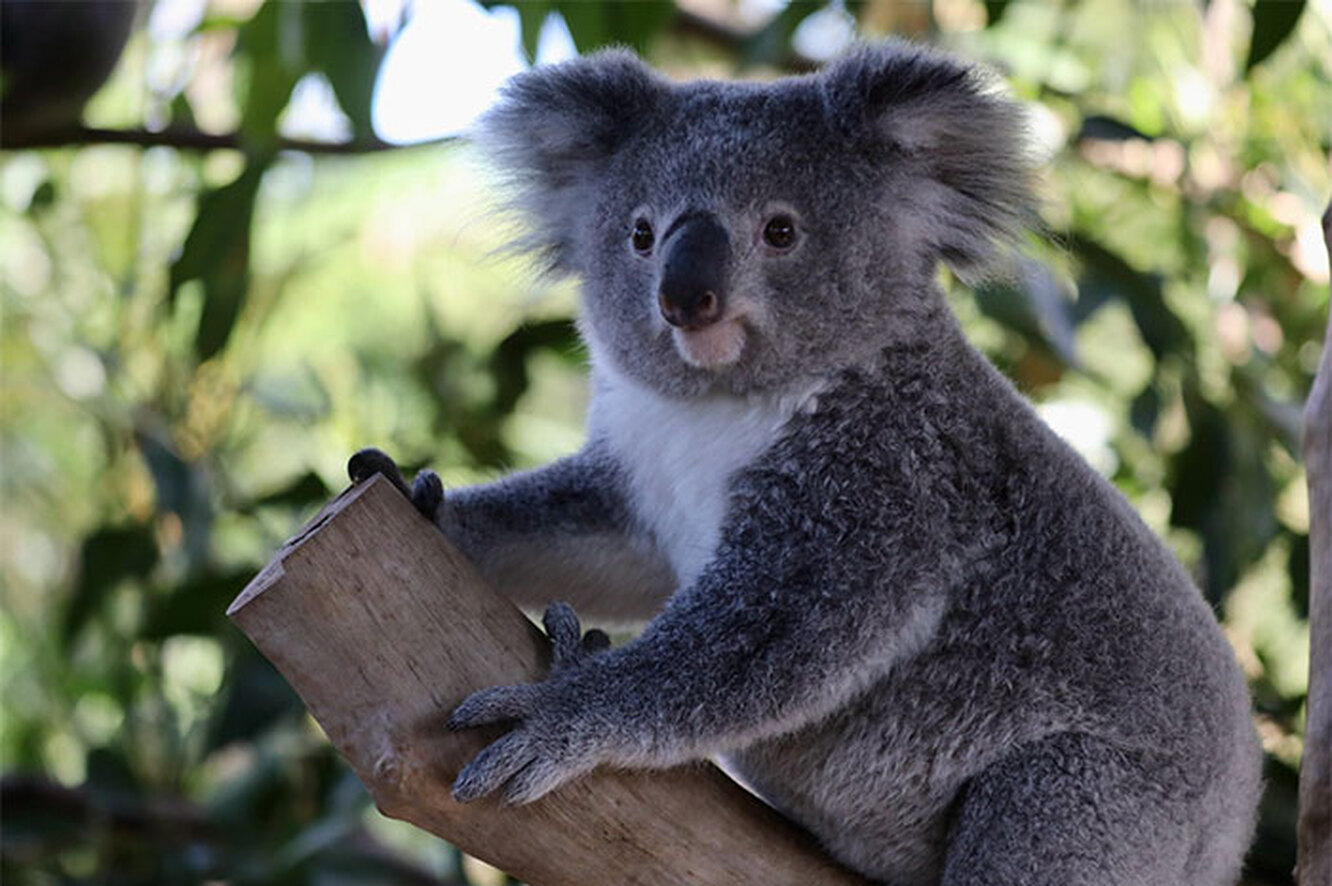 Cómo se escribe koala en inglés