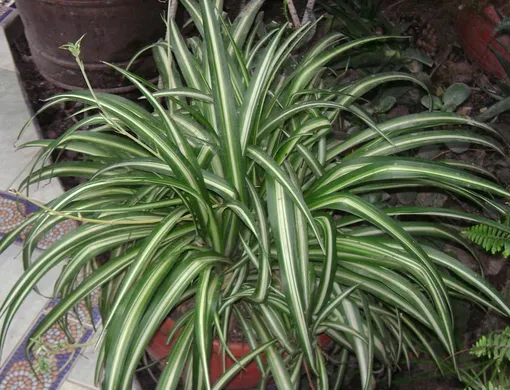 Растение-паук (Chlorophytum comosum)